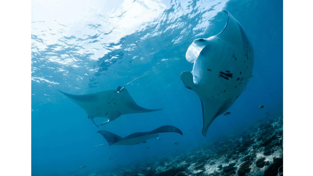 Manta Ray Reef – Ocean Wonders